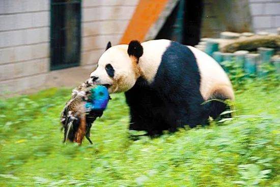 扬帆未来 描绘青春成长画卷 成都市熊猫路学校新学期顺利启航