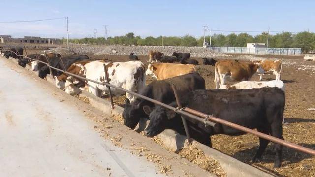 打造肉牛养殖大产业 谱写乡村振兴新篇章