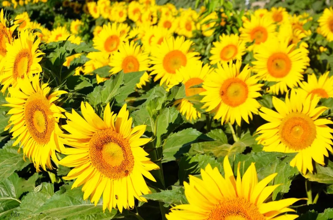 参花美酒香九洲 绿色健康压群芳